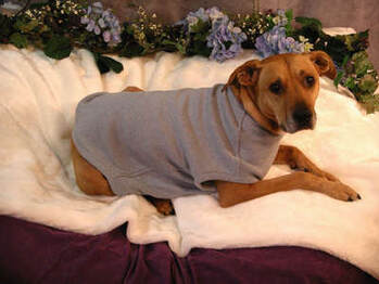 Dog sweaters and shirts, custom made