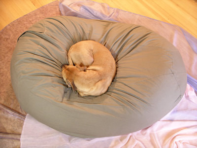 Dog on bean bag bed, cover custom made by Oasis Originas