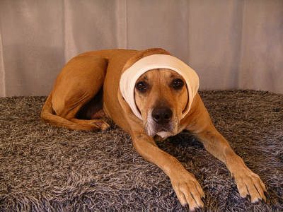Dog Snood front view