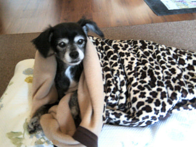Dog with blanket.