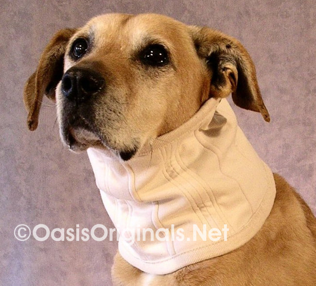 Dog with fabric neck guard
