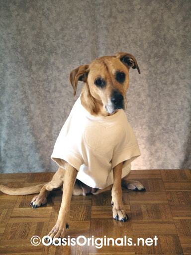 Dog clothes custom made at Oasis Originals