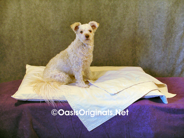 Dog on dog bed custom made beds.